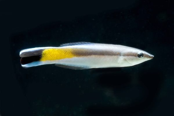 У риб знайшли ознаки самосвідомості, вони вперше пройшли "дзеркальний тест". Рибки змогли пройти дзеркальний тест.