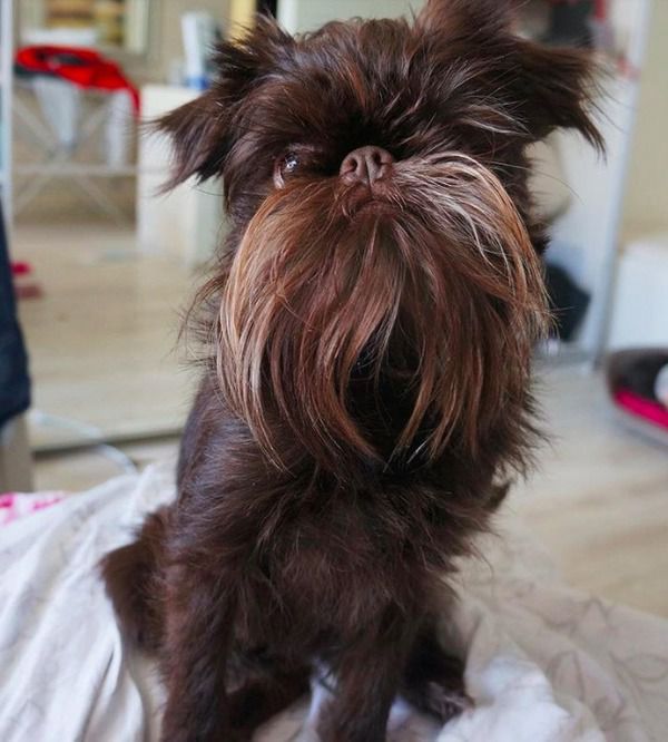 Собака - Чубакка став дуже популярним в інтернеті завдяки своїй зачісці. Тільки погляньте на цього пса!