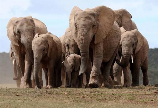 Розшірюємо кругозір: захопливі факти про слонів. У цих тварин дуже високий інтелект і хороша пам'ять.