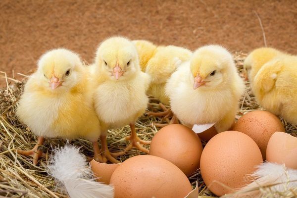 Яйце чи курка? Фізики знайшли відповідь на головне питання людства. Спір про курку і яйце благополучно закінчився.
