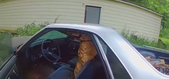 Дезинсектор з США знайшов в старому автомобілі велитенське гніздо шершнів. Відео. Подивіться на одну з нанеймовірніших знахідок в автомобілі.