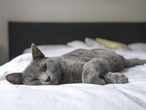 Найпоширеніші симптоми появи гельмінтів у кішок. Якщо у вас вдома живе чарівна мурка, вас напевно хвилює, як дізнатися, що у кішки є глисти?