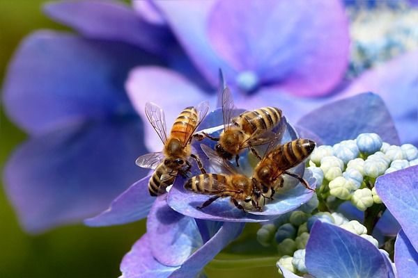 В Амстердамі вже майже два десятиліття успішно реалізують проект, націлений на порятунок бджіл. У столиці Нідерландів придумали проект, як врятувати бджіл.