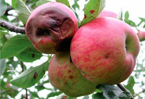 Яблуня засихає, плоди гниють..Методи боротьби. Хвороба вражає не тільки яблуні, але і інші дерева.