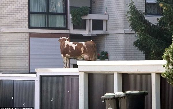 У Німеччині зниклу корову знайшли на даху високого гаражу. Тварину, що втекла зі своєї ферми, вдалося знайти лише завдяки гелікоптеру.