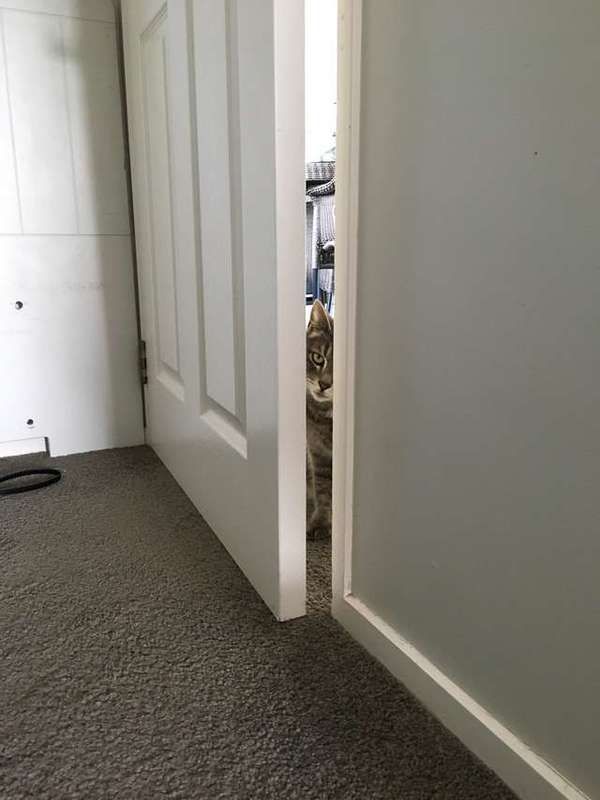 А ви колись бачили як кіт відкриває будь-які двері в будинку? Радимо подивитися. А ваш котик теж не любить залишатися на самоті?