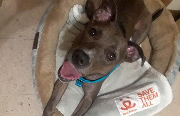 "Не вірю своїм очам. Це вона!": собака, яка зникла кілька місяців потому, знайшлася. Коли Саманта побачила фотографію Рівер на сайті Best Friends, її серце ледь не вискочило з грудей.