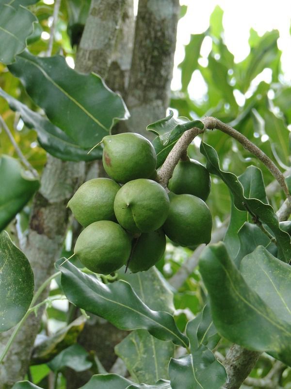 Як виглядає макадамія, найдорожчий і смачний горіх у світі. Щорічно збирають 40 тис. тонн цього горіха.