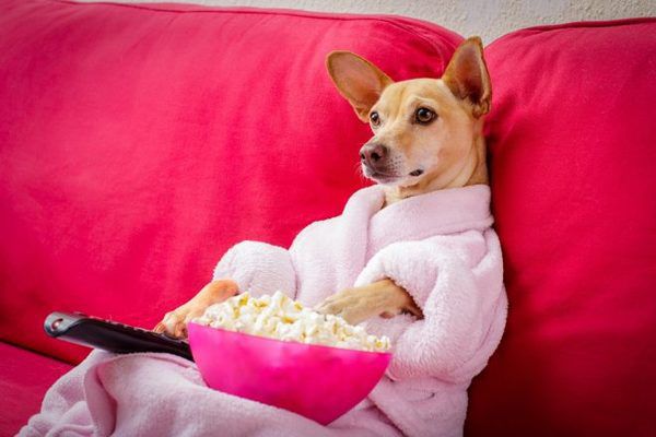 Dog TV для собак: реакція собак на телевізор. З урахуванням поведінкових особливостей і характеру псів, творці вирішили створити вихованцям канал з особливим контентом.