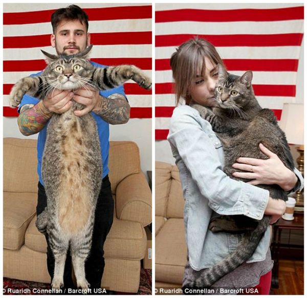 Нарешті: 10 кілограмовий кіт знайшов люблячу сім'ю. Котозавр щасливий, адже тепер він може валятися на дивані і поїдати корм у будь-яких кількостях.