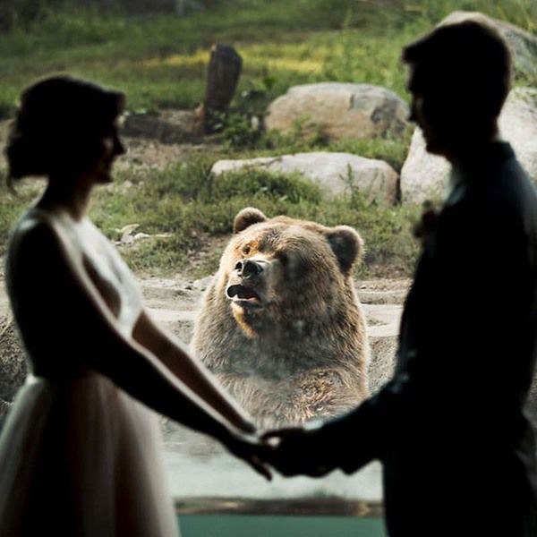 Фотограії молодят у зоопарку стали вірусними, завдяки реакції ведмедя. Можливо, цей знімок дасть старт новому тренду, де пари будуть фотографуватися в зоопарках?