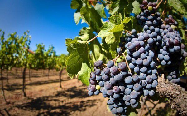 В Україні з'явиться ще одне професійне свято: День виноградарства. Відзначати  свято пропонують у першу неділю листопада.