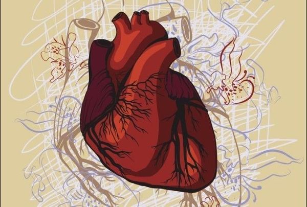 Цікаві факти про людське серце. Ти досі цього не знаєш?