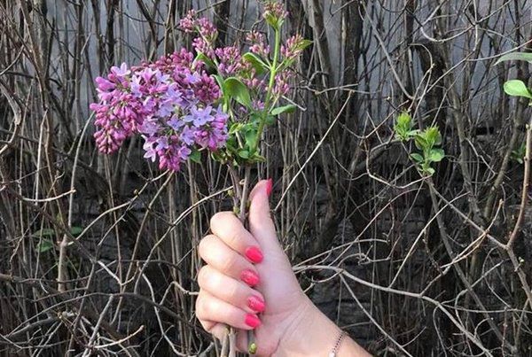 У Житомирській області серед осені зацвіли весняні квіти. Спеціалісти ботанічного саду пояснили причини аномалії.