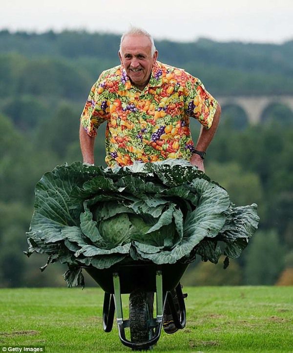 У Британії на осінній виставці були представлені овочі-гіганти. Британець зміг виростити овочі-гіганти.