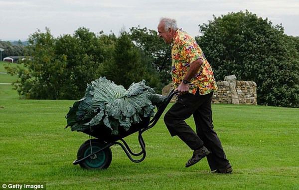 У Британії на осінній виставці були представлені овочі-гіганти. Британець зміг виростити овочі-гіганти.