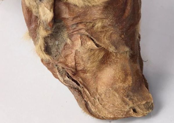 У Канаді знайшли мумії тварин льодовикого періоду. Тварини загинули 50 тисяч років тому.