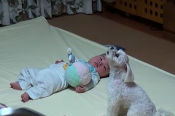 Собака придумала, як заспокоїти малюка, який плакав. Відео. Діти і тварини – два об'єкта для безмежної любові і турботи з боку дорослих.