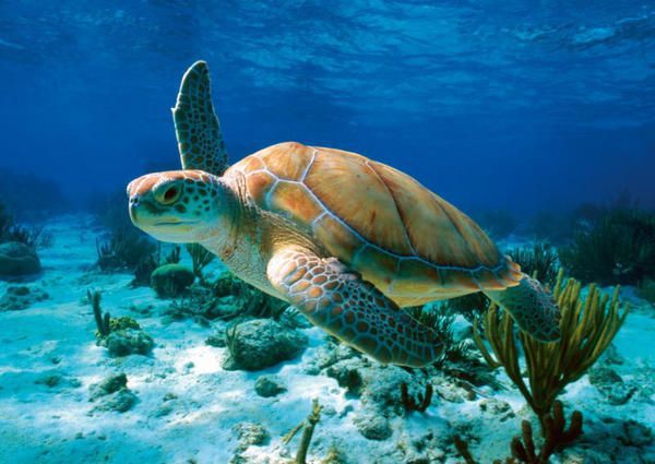 Згідно з результатами чисельних досліджень, 61% від усіх видів черепах вважається вимерлим або знаходиться під загрозою вимирання. До кінця ХХІ століття на Землі може не залишитися жодної черепахи.