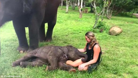 Слоненя призначив туристку із США своєю новою іграшкою. Кумедне відео. Протистояти маленькому слонику неможливо. Дивіться чому.