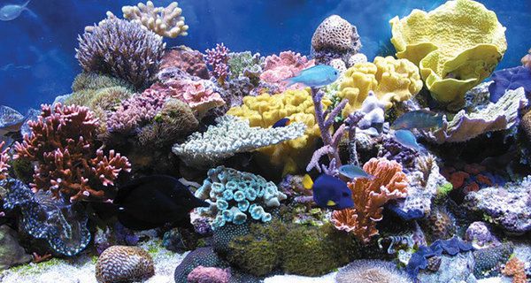Вчені відкрили новий вид коралів у Тихому океані. Новинку відшукали в Тихому окені приблизно в 60 кілометрах від узбережжя Панами на глибині близько 300 метрів.