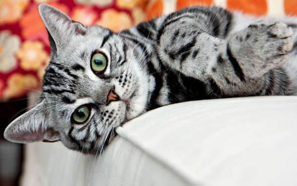 Езотерики стверджують, що коти дійсно стоять на захисті оселі від негативу. Яка таємна сила котів?