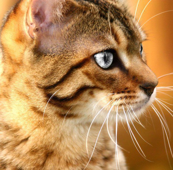 Езотерики стверджують, що коти дійсно стоять на захисті оселі від негативу. Яка таємна сила котів?