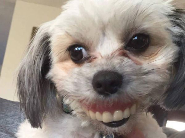 Собака вкрала зубний протез і приміряла його - вийшло ну дуже смішно. Анекдот з життя!