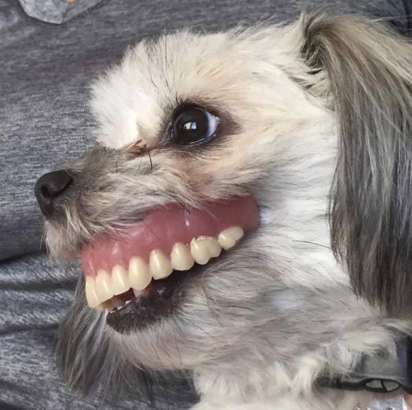 Собака вкрала зубний протез і приміряла його - вийшло ну дуже смішно. Анекдот з життя!
