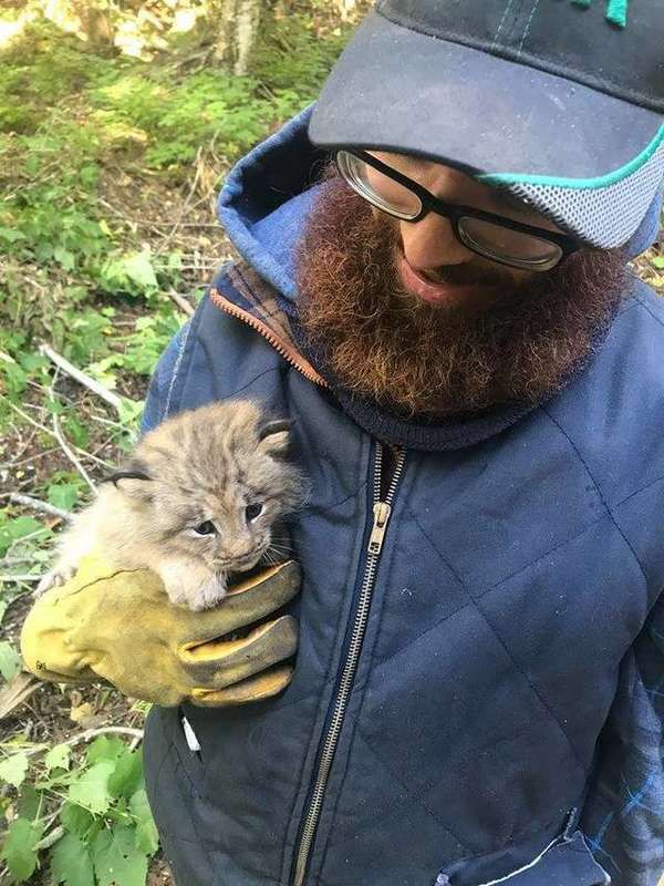 Канадець знайшов кошеня в лісі, яке виявилося дитинчам рисі. Чоловік вирішив, що це домашній вихованець, але коли придивився - виявилось, що він помиляється!