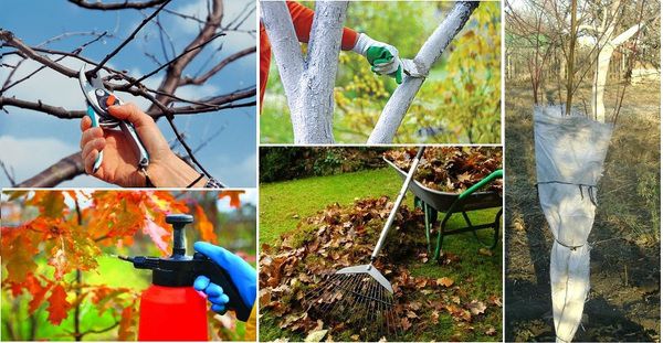 Як підготувати плодові дерева до холодів. Хочеш навесні побачити свій сад здоровим - починай профілактику восени!