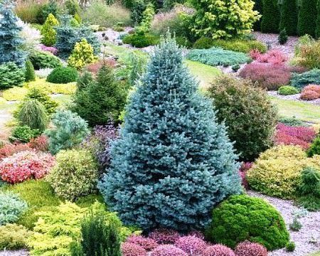 Які хвойні дерева та кущі можна посадити в саду. Строгі обриси хвойних завжди доречні в будь-якому ландшафтному дизайні.