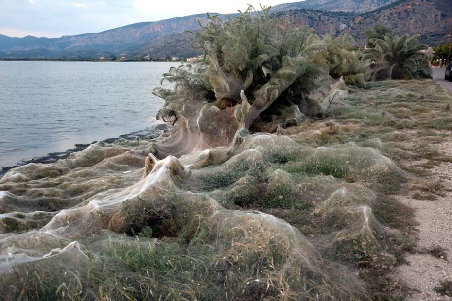 У грецькому місті Айтоліко частину узбережжя покрила густа павутина. Узбережжя грецького міста оповито густою павутиною.