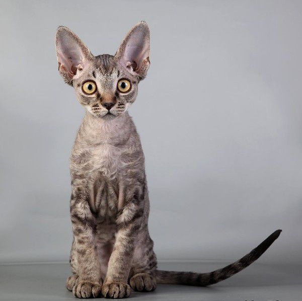 Оригінальна порода кішок девон-рекс - каракулеве диво. Девон-рекс - представник незвичайних котів, зовні схожих з казковими персонажами зі світу ельфів.