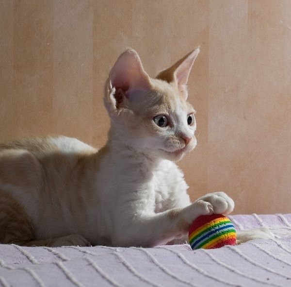 Оригінальна порода кішок девон-рекс - каракулеве диво. Девон-рекс - представник незвичайних котів, зовні схожих з казковими персонажами зі світу ельфів.