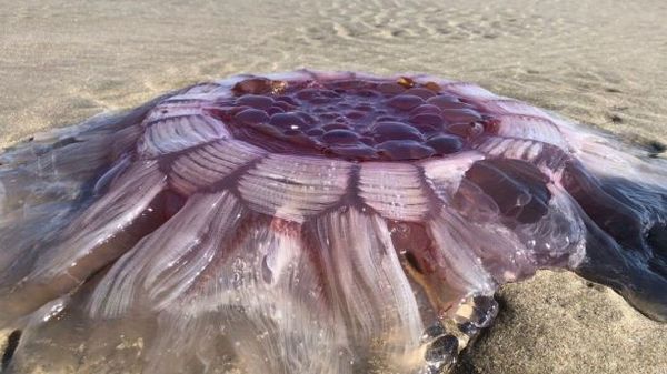 На новозеландський пляж викинуло гігантську крижану медузу. Відео. Діти порівняли знахідку з «вулканом».