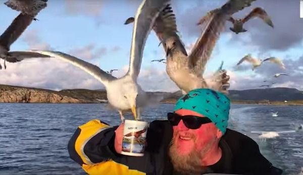 Відео, яке показує, що чайки теж люблять чай. Чоловік напоїв зграю чайок чаєм.