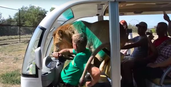 У Криму лев заліз у машину до туристів (Відео). Так, з'їздили на сафарі!