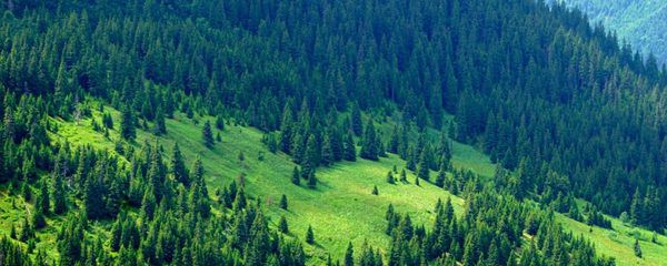 Новий земельний податок на ліс призведе до здорожчання деревини та зупинки лісовідтворення в Україні. Новий збір з'явився з нізвідки і поставив галузь на коліна.