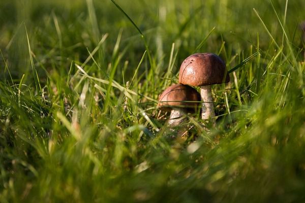 МОЗ нагадало українцям, як вберегтися від отруєння грибами. У Міністерстві охорони здоров'я повідомили, що станом на 21 вересня в Україні отруїлися грибами 174 людини, 11 з них померли.