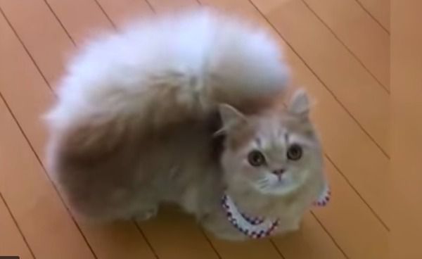 Нова порода кішок «Менует» - тільки подивіться: кішка з хвостом... білки (Відео). Знайомтеся - це Бель! Кішка, яка належить до породи, яка виникла не так давно, і, називається «Менует»(також відома як «Наполеон»).