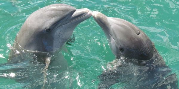 Унікальні здібності, які властиві тільки дельфінам, викликають захоплення і захват у людей. Дельфін – один з найбільш унікальних за своєю досконалістю морських ссавців.