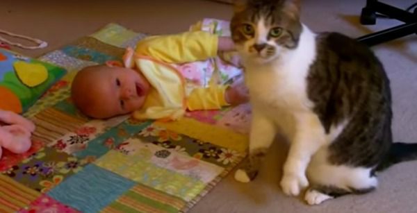 У цієї кішки прокинувся материнський інстинкт, коли вона побачила малюка. Відео. Ще один доказ того, що кішки одні з найрозумніших домашніх тварин.