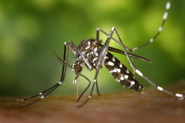 Цікаві факти про комарів: насправді у комара не одна, а шість голок. Напевно багато хто думає, що комар харчується кров'ю.