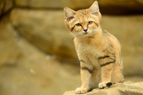 За оцінками вчених, красиві дикі кішки можуть зникнути з лиця планети. Тварини, які належать до вимираючого виду.