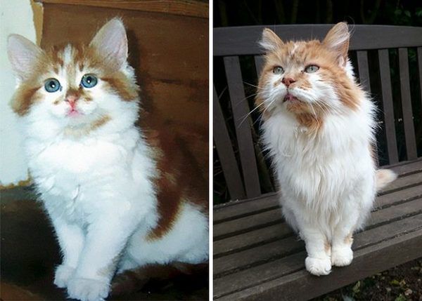 Найстаріший кіт у світі живе в Англії і йому 30 років. Кличка цього котика – Щебінь. Він живе в Англії.