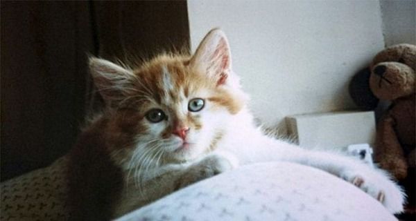 Найстаріший кіт у світі живе в Англії і йому 30 років. Кличка цього котика – Щебінь. Він живе в Англії.