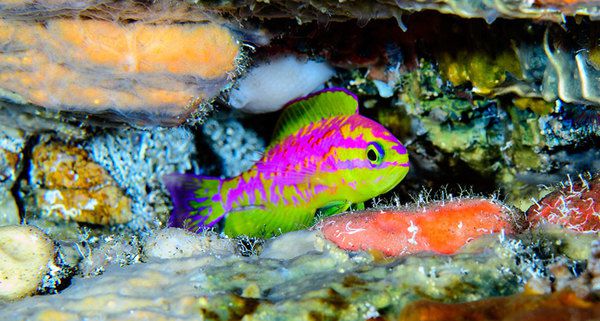 Вчені виявили новий вид рифової неонової риби. І вона дуже красива. Вчені виявили рибу неподалік від бразильського архіпелагу Сан-Паулу.