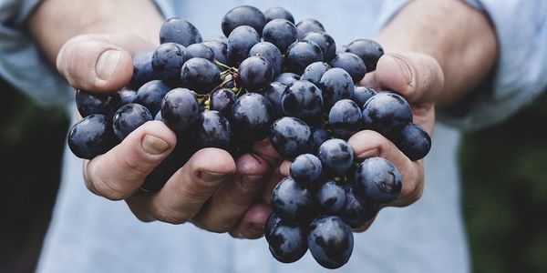 Корисні і смачні ягоди, які сповільнюють процес старіння шкіри. Ще одна причина їсти виноград.