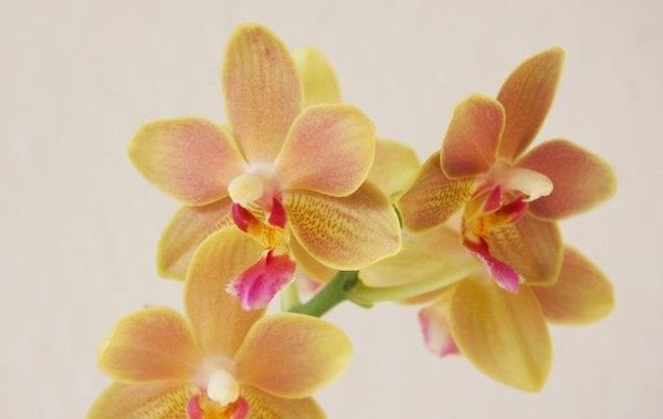 Корисні поради, які допоможуть виростити орхідеї, які цвітуть цілий рік. 7 важливих секретів по догляду за орхідеями.